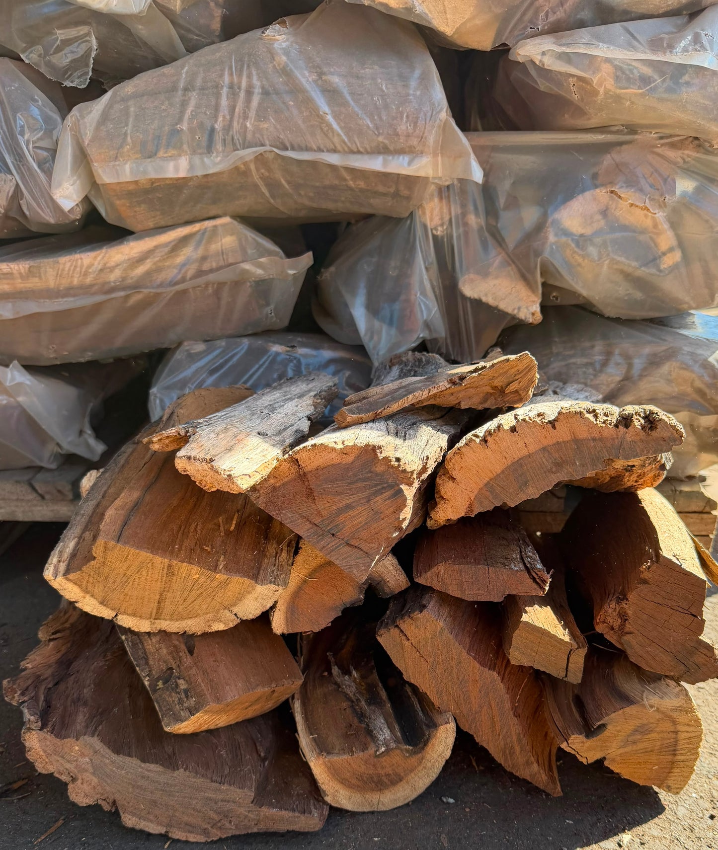 Bark-less Knoppiesdoring